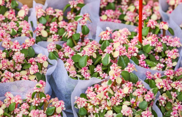 ʻ“Flowerplus”B ʱͶ__̱